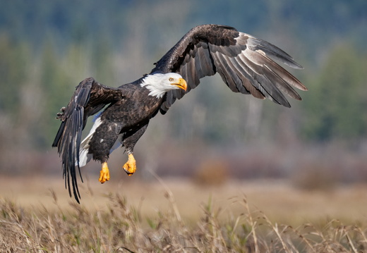 Harrison River Eagles