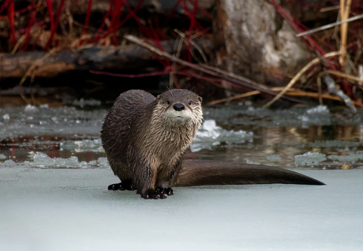 Wildlife