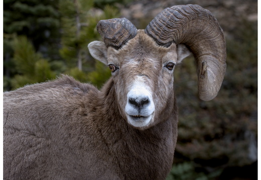 Wildlife