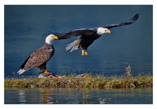 Harrison River Eagles