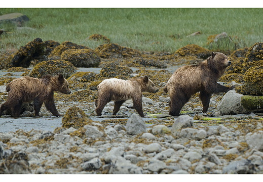 BC Coast June 2026